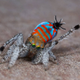 Image for article titled Newly-Discovered "Sparklemuffin" Peacock Spider Is Here To Party